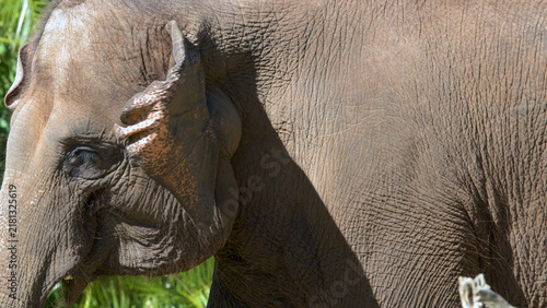 Fotografía Close Up Profile of an Asian Elephant Head and Wrinkled Skin