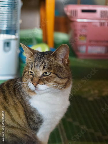 Cuadro en lienzo 左を振り返る猫