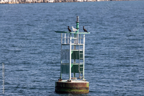 Birds stay on floating buoy.
