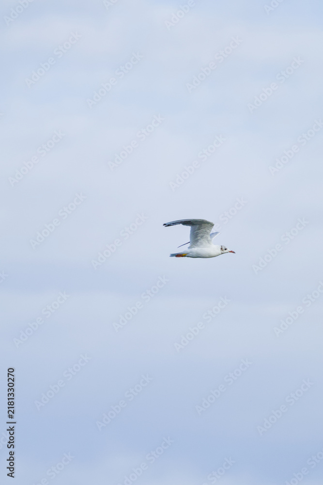 Obraz premium Black-headed gull flying through a soft blue cloudy sky, isolated against the bright background with wings fully extended.