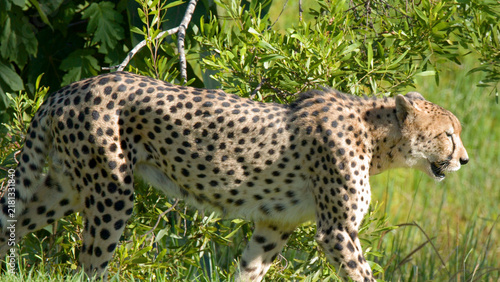 Photography Side View of a Cheetah Walking Past Green Bushes in Sunlight