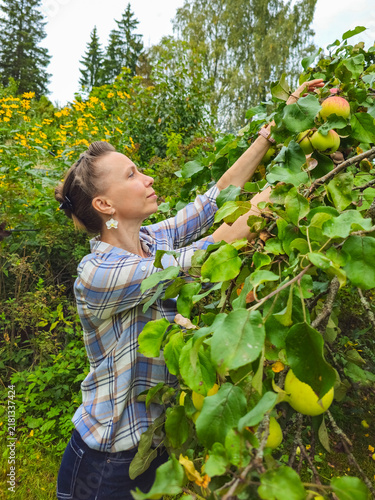 Woman harvesting fresh ripe apples from a tree in an autumn garden