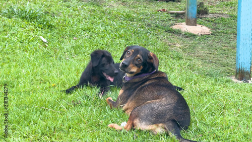 Konstfotografi Two Mixed Breed Dogs Resting on Lush Green Grass in Palau