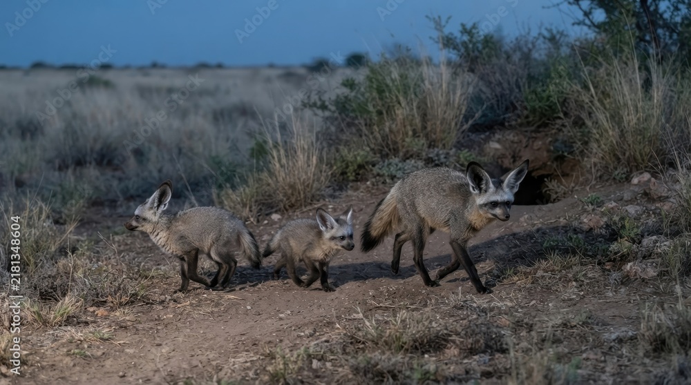 Obraz premium Bat-eared Fox Family in the Desert Dusk: A family of bat-eared foxes navigates the arid landscape as twilight descends, their large ears twitching, ears alert to the subtle sounds of the desert night.