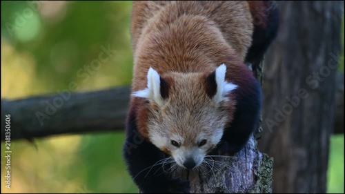 Curious Red Panda (Ailurus fulgens) Climbing Down a Tree Trunk in Natural Forest Habitat. A detailed close-up shot of a cute red panda (Ailurus fulgens) descending head-first down a weathered tree tru