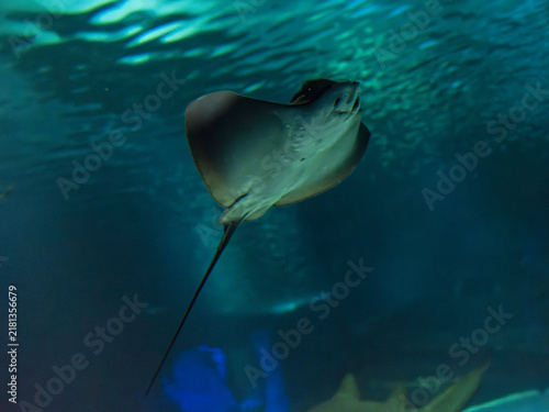 Photography Cute stingray in tropical marine aquarium