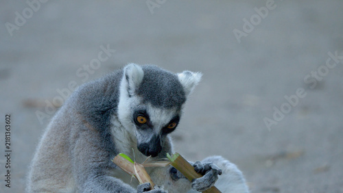 Canvastavla Ring-tailed Lemur Sitting on the Ground Chewing a Bamboo Branch