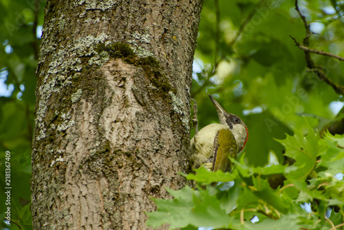 Photography European green woodpecker clinging vertically to a tree trunk among green leaves