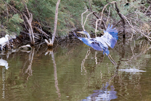 Fotografía Grey heron taking off from water with wings spread and visible splash