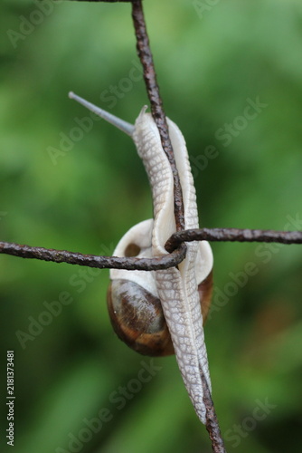 фотографія A snail slowly climbing a wire fence