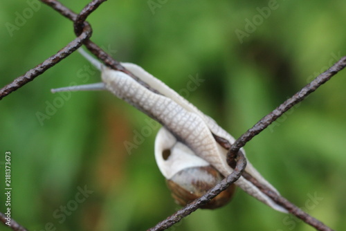 Photography A snail slowly climbing up a rusty wire fence, its body extended against the wea