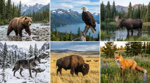 A majestic compilation of wildlife wonders exploring the diverse animal kingdom in their natural habitats across breathtaking landscapes and scenic environments
