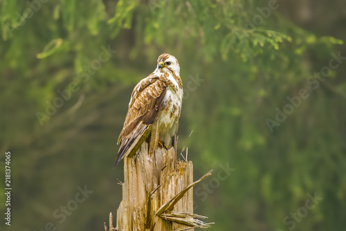 Fotografía Buzzard (Buteo buteo) with a penetrating gaze looking back sideways, with brown