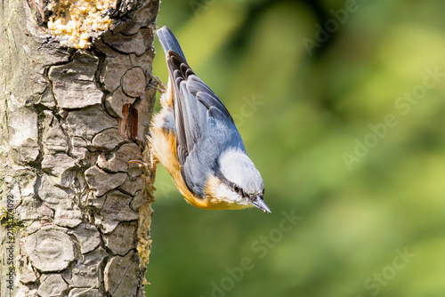 Foto Nuthatch (Sitta europaea) hanging upside down from the bark of a spruce trunk ag