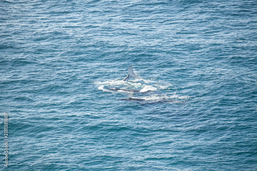 Fotografie A pod of humpback whales swims through the open blue ocean water off the coast of Byron Bay, Australia