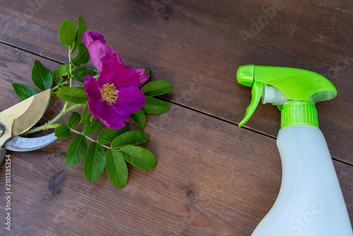 Принти на полотні Pink brier flower with green leaves and garden secateurs near spray bottle on brown wooden table