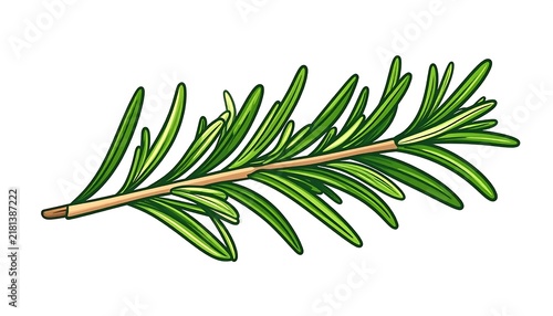 Vibrant green tropical monstera leaf cluster isolated.