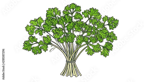 Fresh green broccoli plant with full head.
