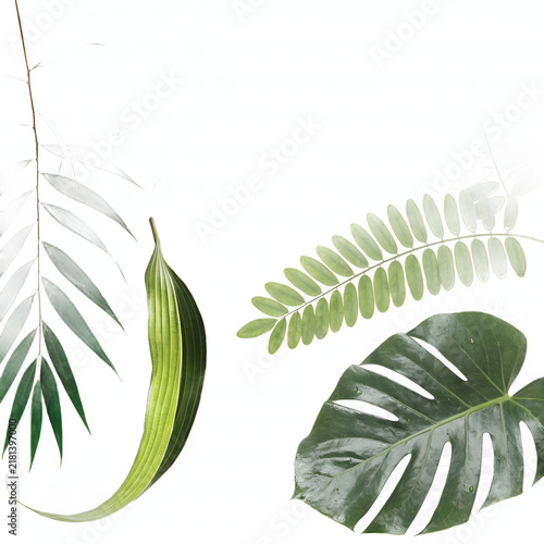 green leaf isolated on white background,leaf, plant, green, isolated, herb, leaves, tree, nature, white, branch, marijuana, hemp, forest, growth, fern, spring, summer, stem, closeup, foliage, medicine