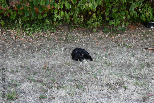 Obraz na plátně Black stray cat resting on dry grass