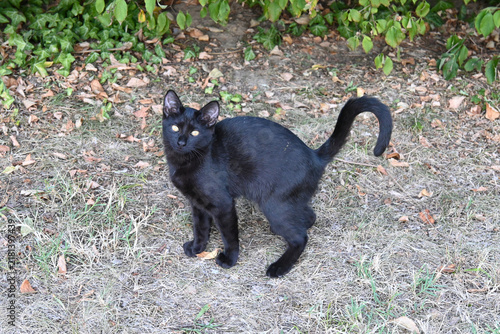 Fotografie Black stray cat standing outdoors