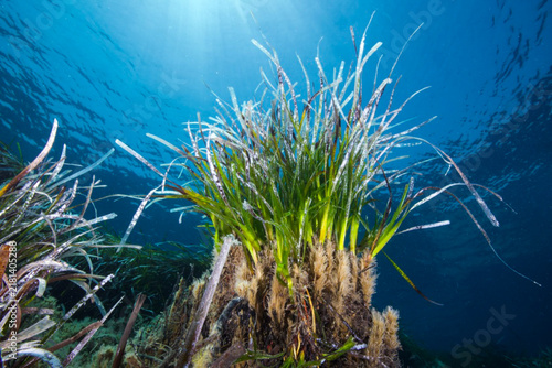 Bild auf Leinwand Seagrass from the Mediterranean Sea