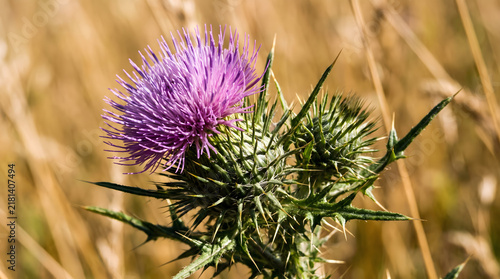 Vibrant Purple Thistle Flower Blooming in a Sunny Meadow.