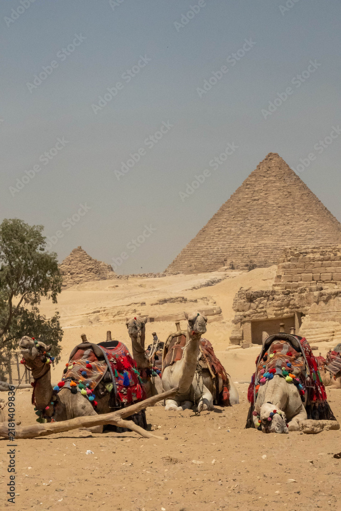 Fototapeta premium Dromedary camels (Camelus dromedarius) in colorful saddles, waiting for tourist rides in the Giza pyramid complex in Cairo, Egypt