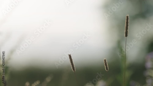 Slow motion nature background of a rural field with various plants and herbs