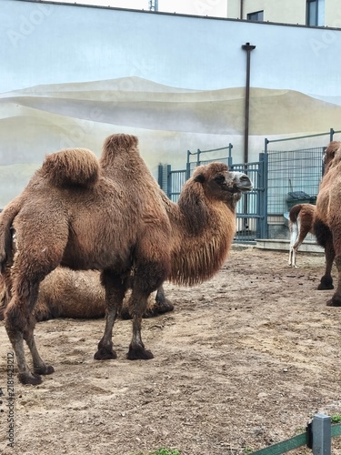 фотографія camel in the desert
