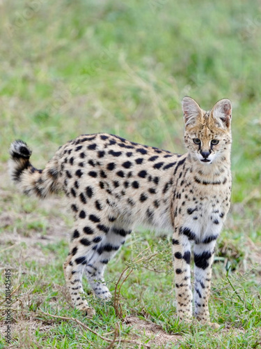 Photography African cat in the safari park Africa, wildcat, tabby cat