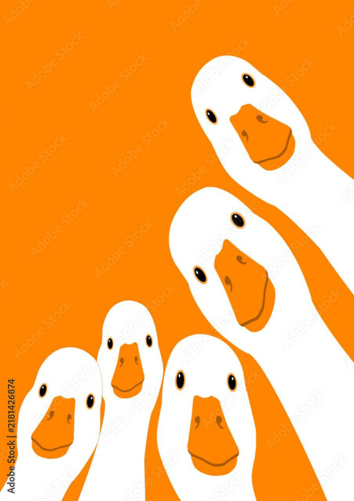 Fototapeta premium Cute White Ducks Peeking Vector Illustration Group of Domestic Geese Looking at Camera Isolated on Orange Background