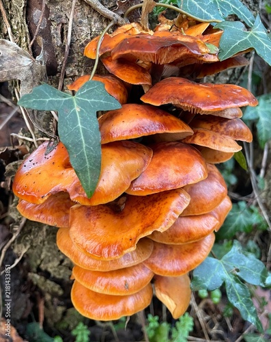 Cluster of bright orange honey mushrooms growing on a tree trunk
