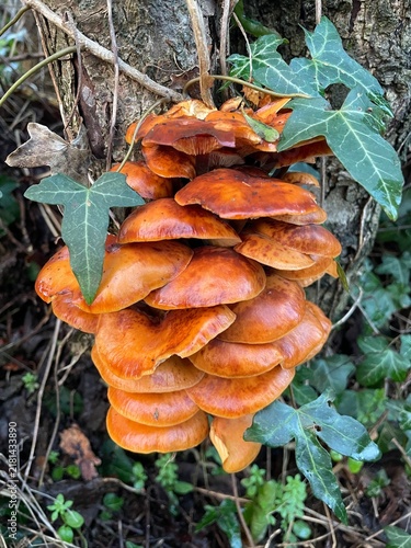 Cluster of bright orange honey mushrooms growing on a tree trunk with ivy