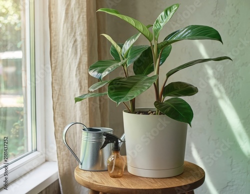 plant in a pot near window