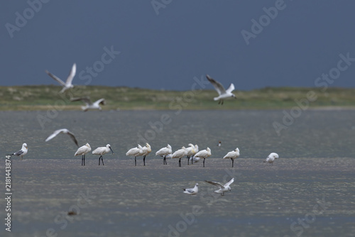 flock of Eurasian spoonbill or common spoonbill (Platalea leucorodia) resting in shallow water, found at Buir Lake (Buir Nuur) in Dornod Aimag in Mongolia