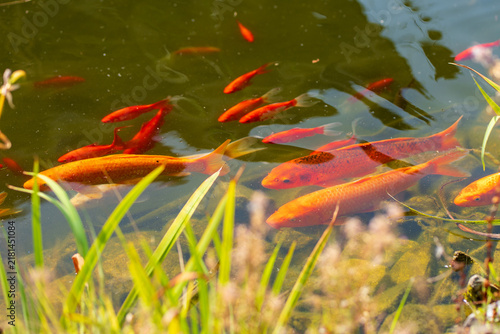 Obraz na płótnie Colorful koi carp and smaller ornamental fish swimming in a sunlit garden pond among aquatic plants and stones, with reflections visible on the clear water surface