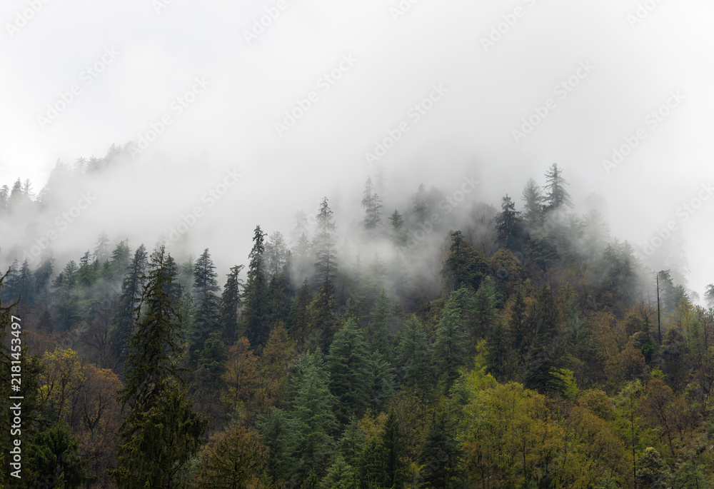 Obraz premium Misty Himalayan Forest Covered in Dense Fog and Tall Evergreen Trees