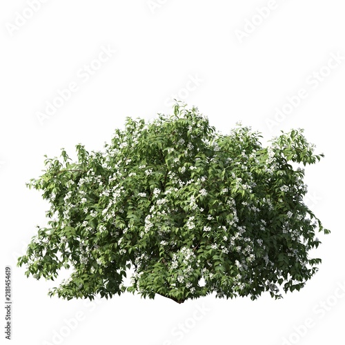 bush isolated on white background, 3D illustration, cg render