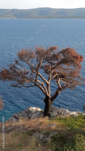 Lonely burnt tree overlooking calm blue sea and distant hills