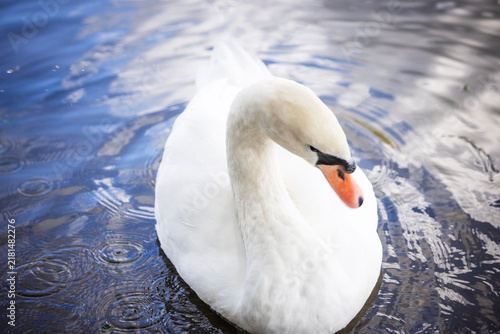 Canvastavla Close-up of a white swan with orange beak in water, detailed bird portrait