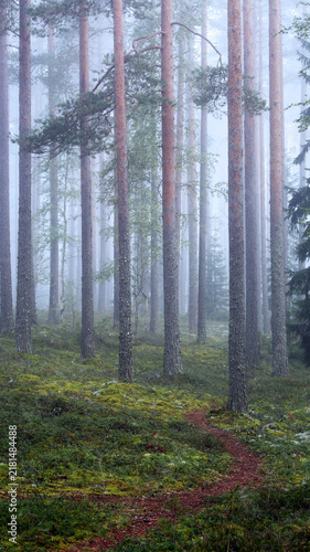 Path in the foggy forest at Tammela, Finland. 