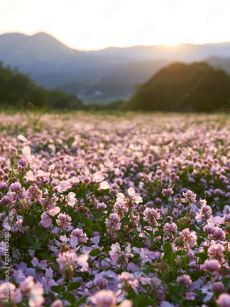 Obraz premium Fukuoka spring meadow fallen blossom foreground
