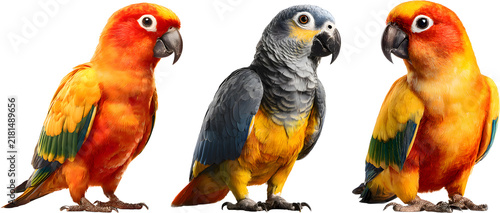Group of colorful exotic sun conure parrots standing full body isolated on white background


