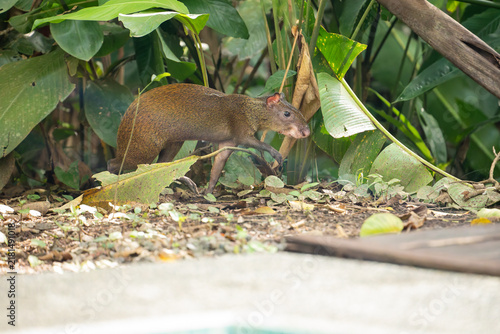 Fotografie A Central American agouti walks cautiously through lush tropical foliage on the forest floor in Costa Rica