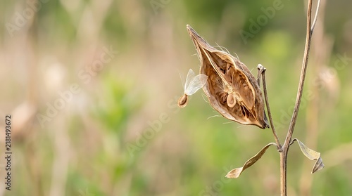 Macro view of a dried seedpod releasing a single winged seed against a soft bokeh background, representing natural stabilization and the seasonal life cycle of plants.