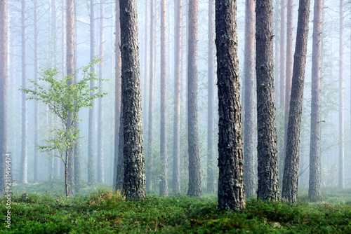 Birch in the pine tree forest. Foggy autumn (September) morning in Tammela, Finland. 