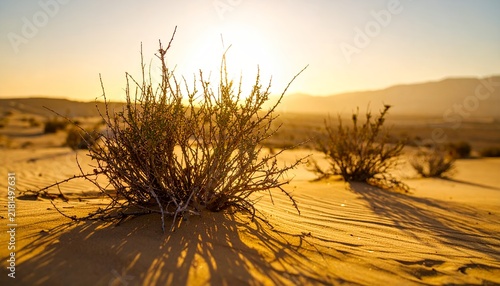 Sunlight setting over dry desert shrubbery on sandy dunes.