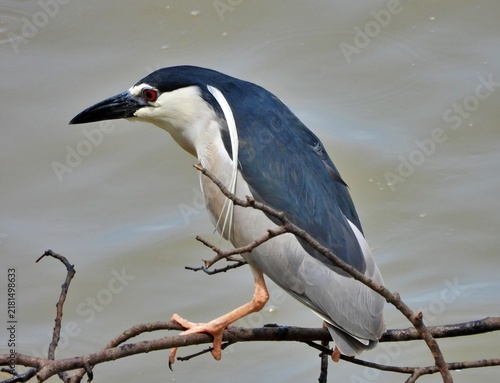 Obraz na plátne Black-crowned Night Heron