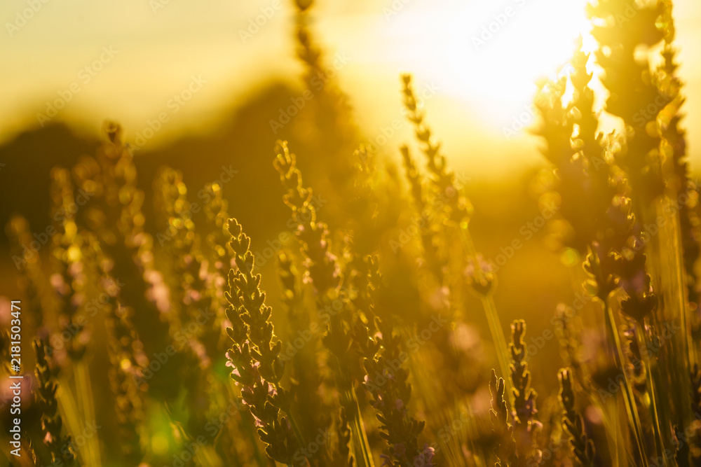 Obraz premium Lavender field at sunset light